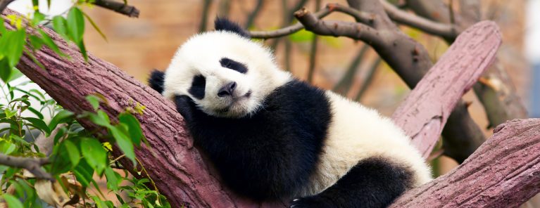 Pandareservaten (Chengdu)