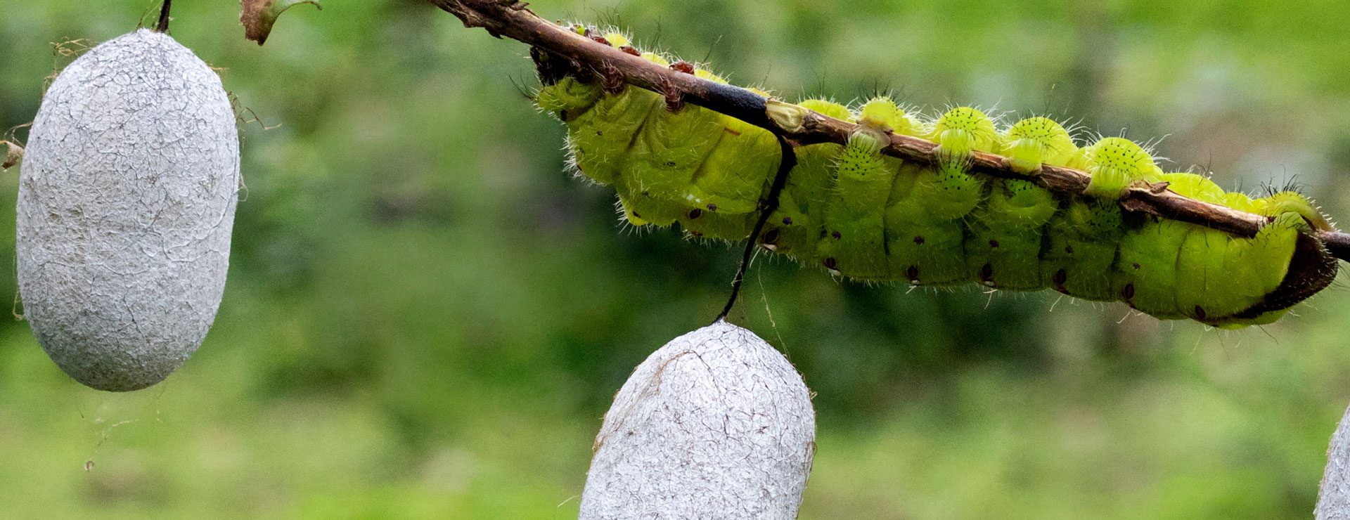 Sidentillverkning (Suzhou)