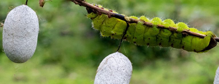 Sidentillverkning (Suzhou)