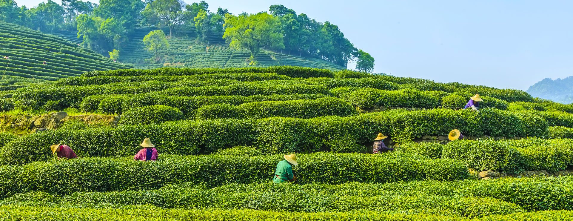 Teplantagen (Longjing)